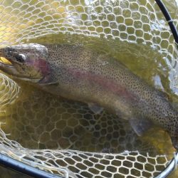 大安トラウトレイク 釣果